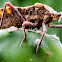 Spartocera Leaf-Footed Bug / Percevejo-Pés-de-Folha-Spartocera