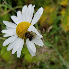 Crab Spider