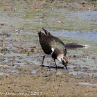 Lapwing