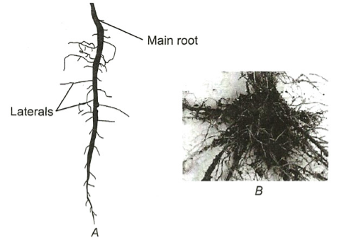 The Root