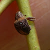 Weevil