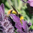 Buff-tailed Bumble Bee