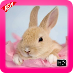 Cover Image of Download Rabbit Wallpaper 1.0 APK