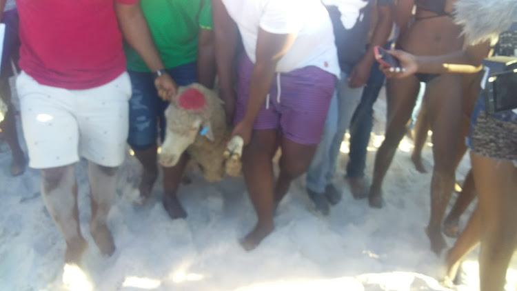 A sheep is led onto Fourth Beach in Clifton, Cape Town, on Friday December 28, 2018. Protesters cut its throat in a cleansing ceremony.