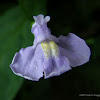 Allegheny Monkeyflower