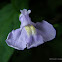 Allegheny Monkeyflower