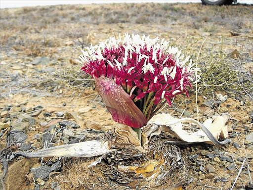 FLOWER POWER: Boophone disticha is one of the plants in the way of Sanral's road maintenance crews