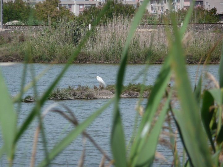 Riposo dopo un lungo volo di simoncina