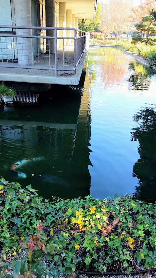 A look at the peaceful setting at Gekkeikan Sake USA in Folsom with the landscape and koi pond