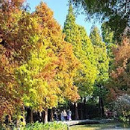 菁芳園 Tenway Garden／花園餐廳／落羽松