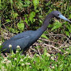 Little blue heron