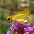 Fiery skipper