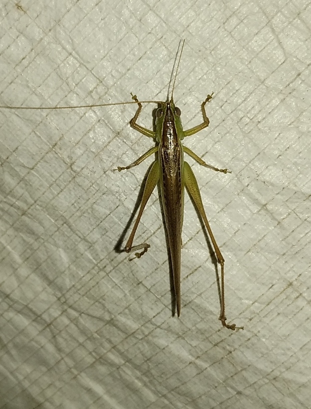 Lesser Meadow Katydid