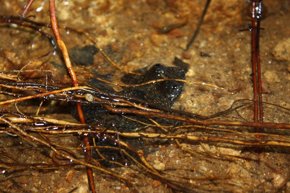 Corrugated Water Frog