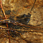 Corrugated Water Frog