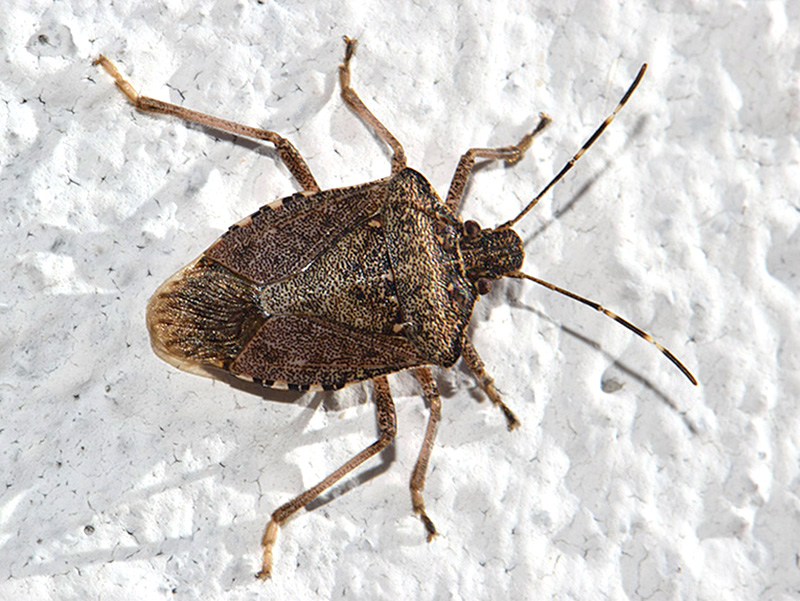 Brown Marmorated Stink Bug