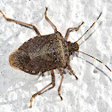 Brown Marmorated Stink Bug