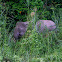 Borneo pygmy elephant