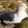 Lesser Black-backed Gull; Gaviota Sombría