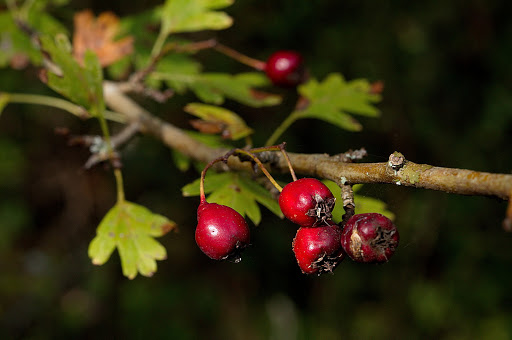 Crataegus monogyna