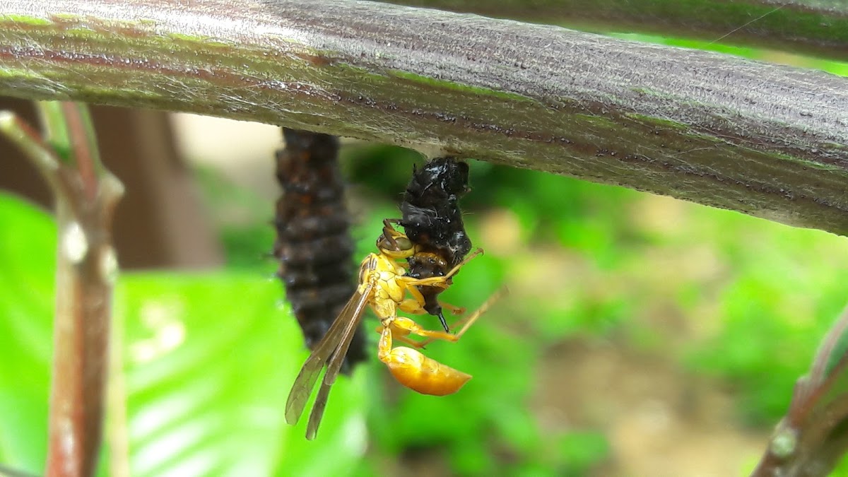 Wasp preying a chrysalis