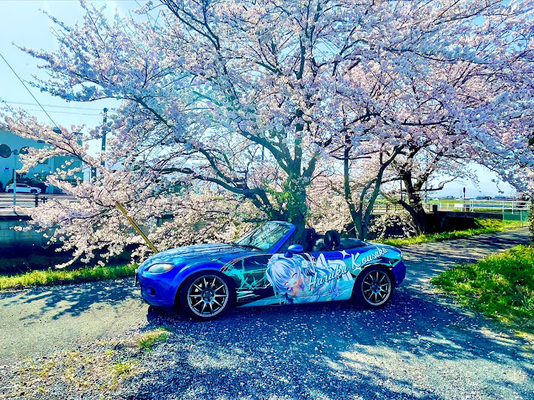 ロードスターの痛車・サクラと愛車・はじめての投稿に関するカスタム事例の投稿画像1枚目