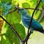 Sanhaçu-da-amazônia (Blue-gray Tanager)