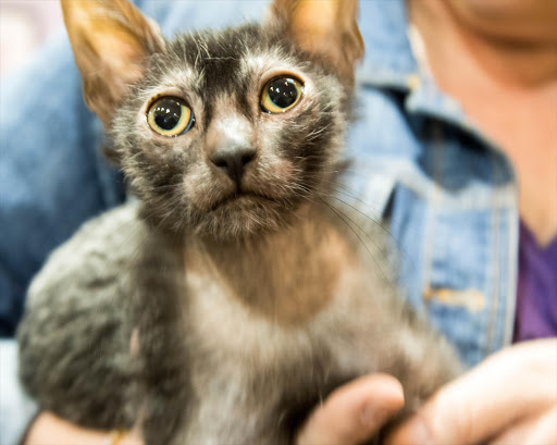 A lykoi cat. File photo.