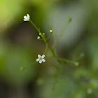 Water-pimpernel