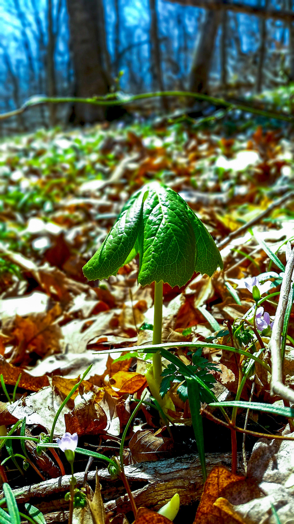 Mayapple