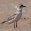 Kentish Plover; Chorlitejo Patinegro