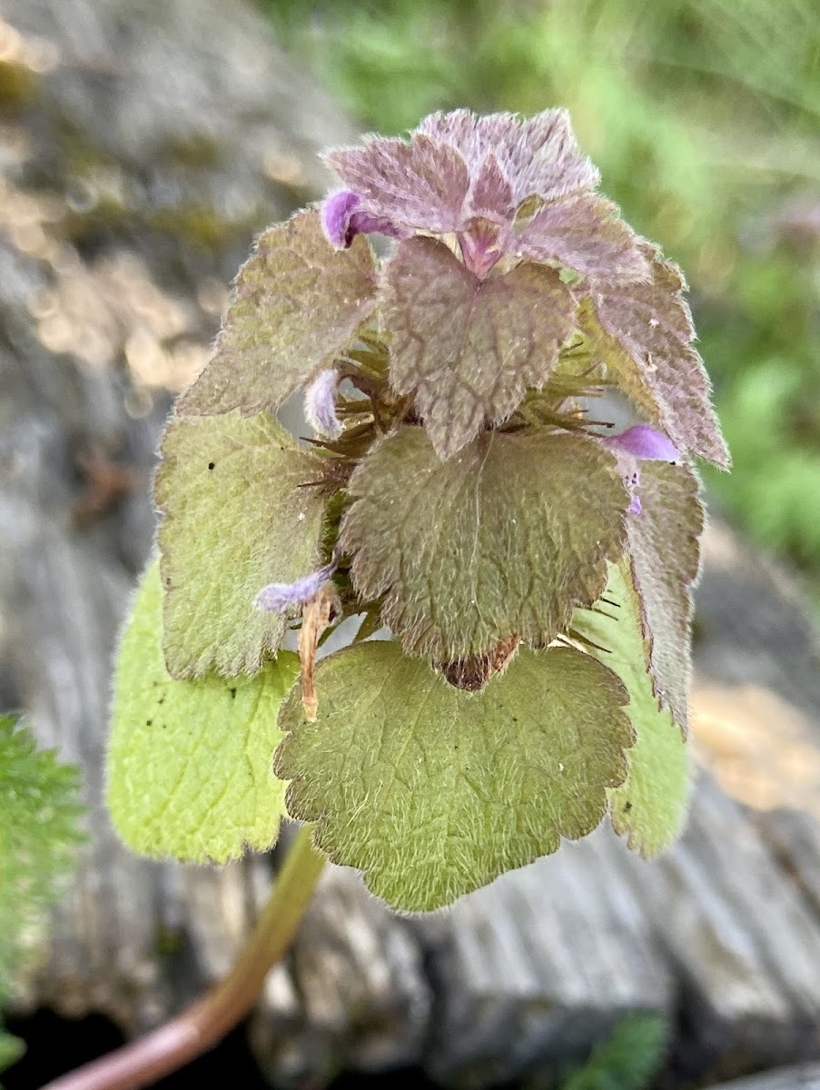 red dead-nettle