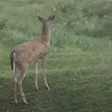 Whitetail Deer