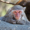 Rhesus Macaque