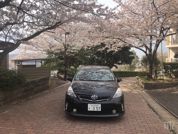 タントの桜と愛車・俺らのやり方で・ドライブ・桜とコラボに関するカスタム事例の投稿画像1枚目