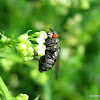 Flesh fly, female