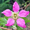 salmonberry