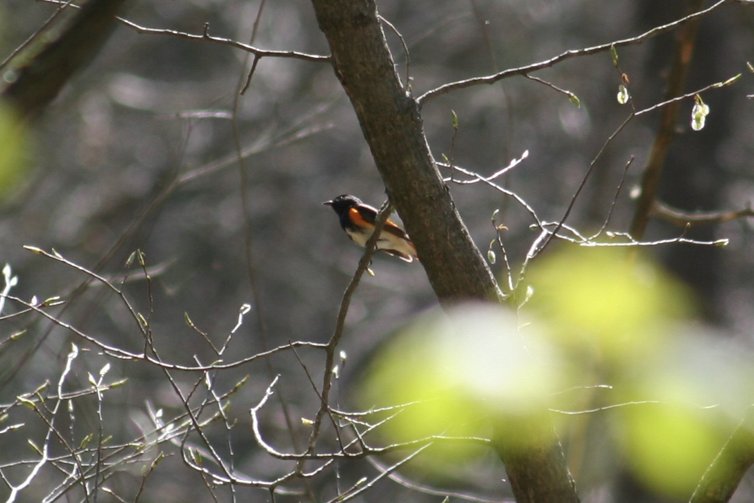 American Redstart