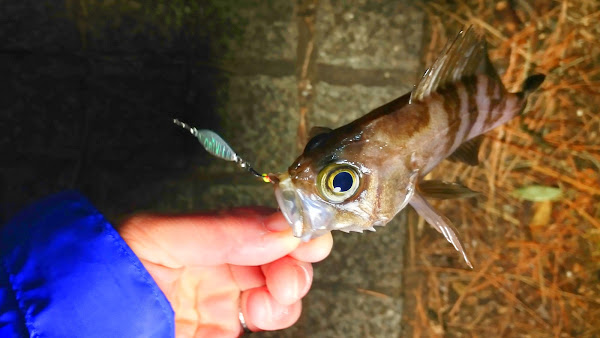 ポキオ輪業商会 横浜 メバリング 魚子メタル