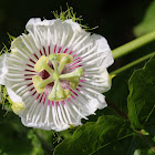 Stinking Passionflower