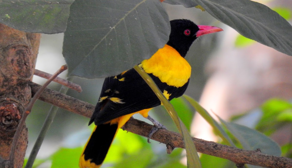 Black-hooded oriole- Male