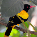 Black-hooded oriole- Male