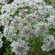 Cow parsley