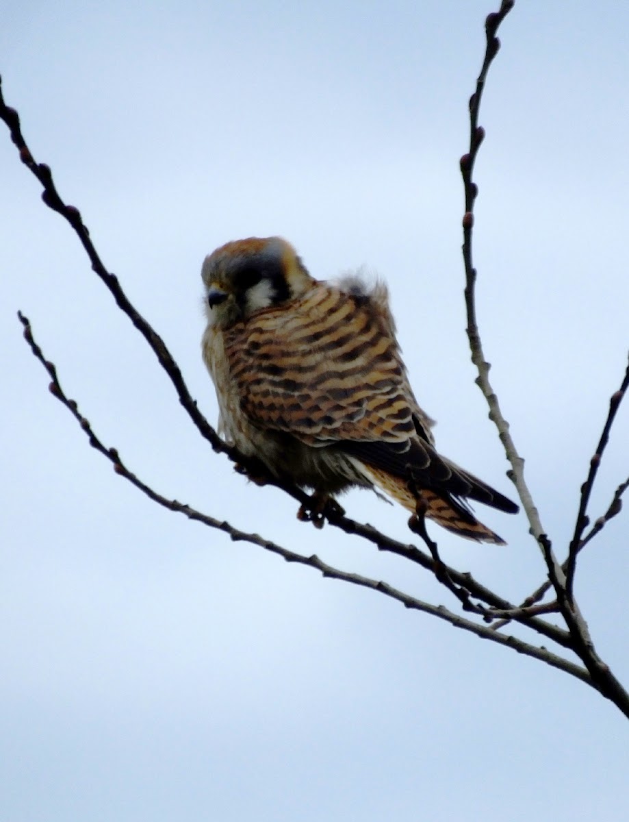 Kestrel