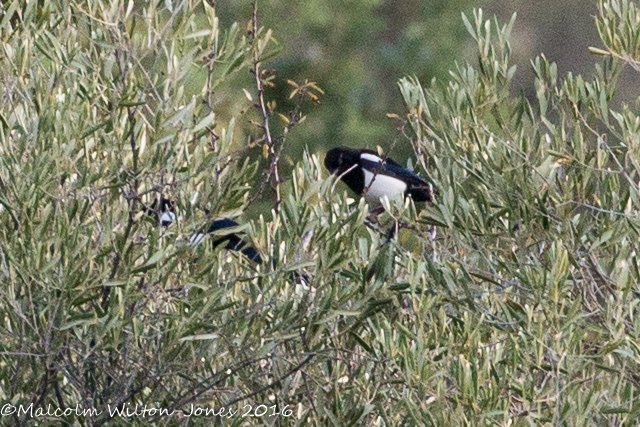 Magpie; Urraca