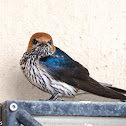 Lesser-striped swallow