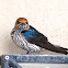 Lesser-striped swallow