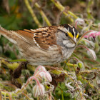 White-throated Sparrow