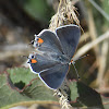 Gray Hairstreak