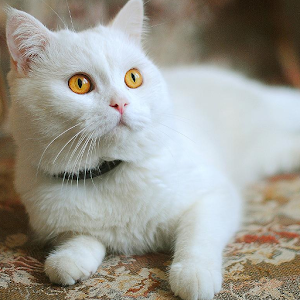 White Cats Jigsaw Puzzle.apk 1.0